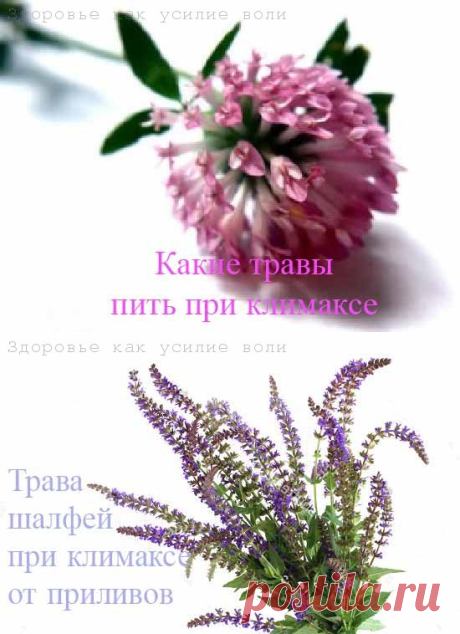 Какие травы при климаксе помогают не стареть | Здоровье как усилие воли