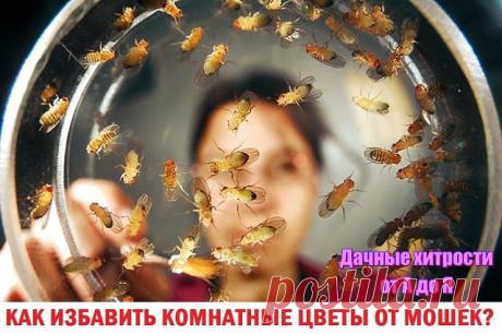 КАК ИЗБАВИТЬ КОМНАТНЫЕ ЦВЕТЫ ОТ МОШЕК?

Если в своих любимых цветах вы неожиданно обнаружили надоедливых мошек, первым делом выясните, какова степень поражения цветка, и как далеко зашла проблема. В одном из цветочных горшков немного раскопайте землю, дабы удостовериться, что сциариды не отложили личинок. Если под верхним слоем раскопанной земли личинок не обнаружится, можете облегченно вздохнуть. Не все так плохо, ведь вывести мошек куда легче, чем личинок.

Причины появл...