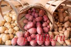 Лучшие голландские сорта картофеля и особенности голландской технологии посадки