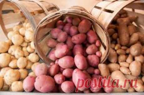 Лучшие голландские сорта картофеля и особенности голландской технологии посадки