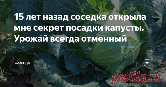 15 лет назад соседка открыла мне секрет посадки капусты. Урожай всегда отменный Здравствуйте дорогие дачники и огородники!
А теперь немного о капусте. Ее рассаду я всегда сажаю поглубже, оставляя снаружи только «сердечки». Так делать меня научила еще 15 лет назад моя соседка Анна Кузьминична. И весь секрет тут в том, что бы капуста росла кочерыжкой под землей, на которую тогда не попадают солнечные лучи. В противном случае капуста выгонит длинные «ноги», а кочаны будут с женс