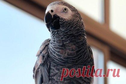 В зоопарке придумали «опасный метод» перевоспитания матерящихся попугаев. В Великобритании сотрудники Парка дикой природы графства Линкольншир придумали оригинальный способ перевоспитать попугаев, которые постоянно выкрикивают ругательства. Еще в 2020 году смотрителям зоопарка пришлось изолировать пятерых матерившихся попугаев жако от сородичей. Теперь предложен новый метод перевоспитания.