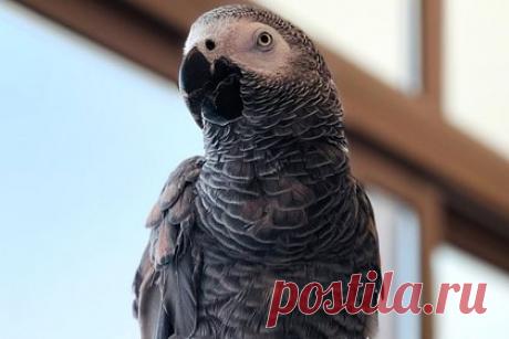 В зоопарке придумали «опасный метод» перевоспитания матерящихся попугаев. В Великобритании сотрудники Парка дикой природы графства Линкольншир придумали оригинальный способ перевоспитать попугаев, которые постоянно выкрикивают ругательства. Еще в 2020 году смотрителям зоопарка пришлось изолировать пятерых матерившихся попугаев жако от сородичей. Теперь предложен новый метод перевоспитания.