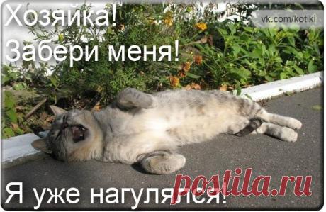 Ленивая котоматрица