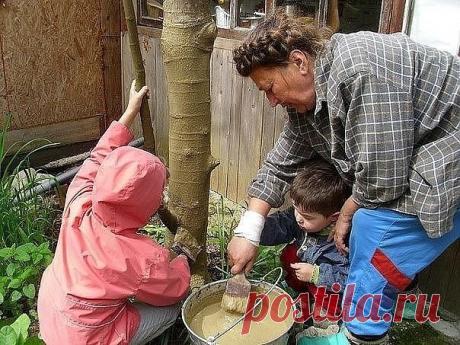 Лечебная болтушка для садовых деревьев. 

Самой ранней весной я обмазываю стволы специальной смесью. 
Срезы лучше замазывать варом. А раны и трещины - лечебной болтушкой. 
Для предупреждения солнечных ожогов и заживления морозобойных трещин.
Показать полностью…