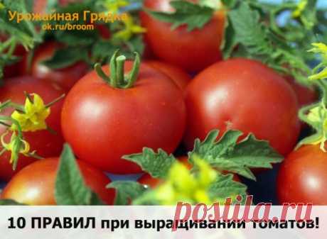 (81) Одноклассники