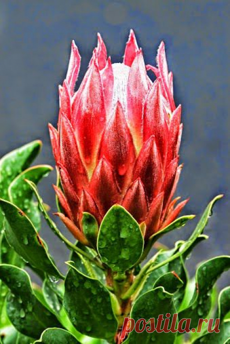 ♥♥♥ Vanda-Klub ♥♥♥Gyönyörű képek♥♥♥ – Сообщество – Google+