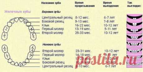 Прорезывание зубов у младенцев.