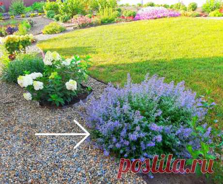Что посадить в саду, чтобы не ухаживать | Цветущий мир | Яндекс Дзен