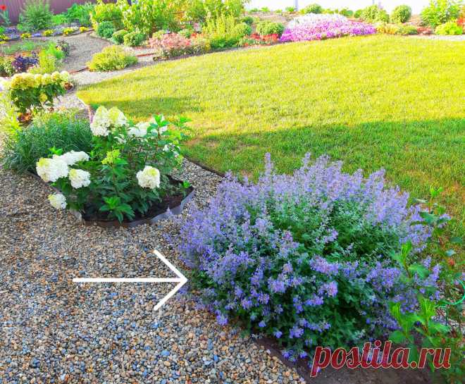 Что посадить в саду, чтобы не ухаживать | Цветущий мир | Яндекс Дзен