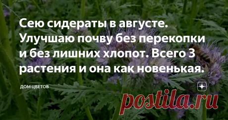 Сею сидераты в августе. Улучшаю почву без перекопки и без лишних хлопот. Всего 3 растения и она как новенькая. Ну что, уважаемые кандидаты огородных наук, готовы к научному подходу на своем участке? Тогда всем горячий июльский привет! Даже уже почти августовский. Страда в разгаре, а настоящий огородник уже думает о дне завтрашнем. Сегодня будем говорить о сидератах. Самое время. Лук, чеснок и некоторую зелень уже убрали и самым правильным будет подумать о том, чтобы освобо...