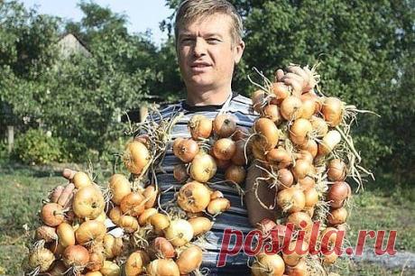 ТЕПЕРЬ Я КАЖДЫЙ ГОД ПОЛУЧАЮ БОЛЬШОЙ УРОЖАИ ЛУКА … ВОТ 4 ПРОСТЫХ СОВЕТА Чтобы ежегодно не мучиться вопросом «почему опять лук не уродился», прочитайте и сохраните несколько моих секретов ухода за ним.1. Перед посадкой замочите его на три часа в растворе соли: 1 ст. ложка …