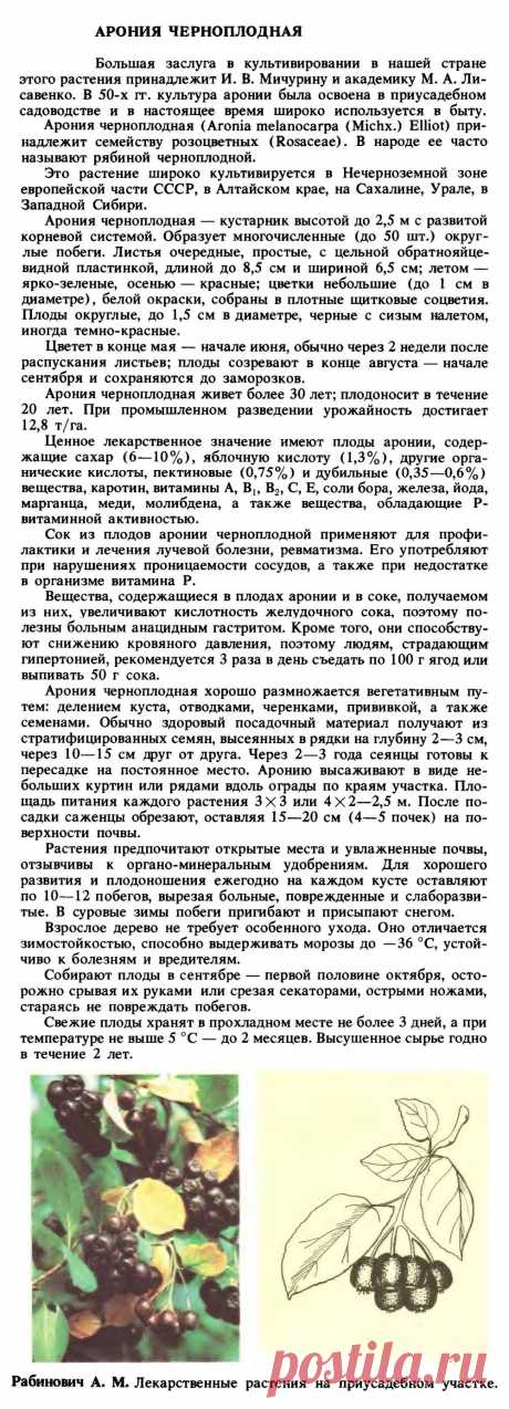 Рябина черноплодная (арония черноплодная)