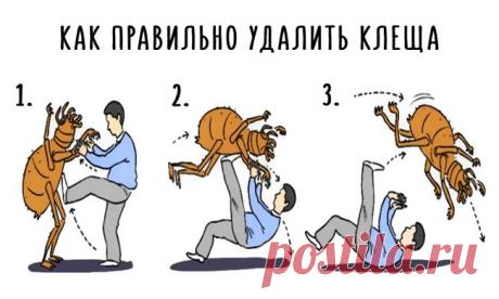 Как правильно удалить клеща. Классный трюк!