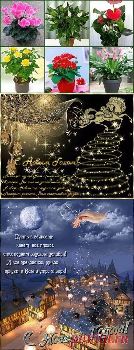 5 секретов ухода за цветами.