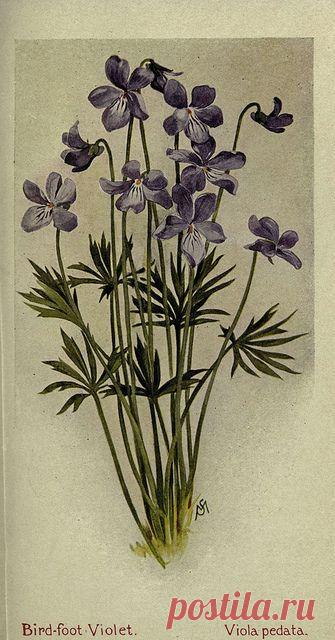 Найдено на сайте flickr.com.