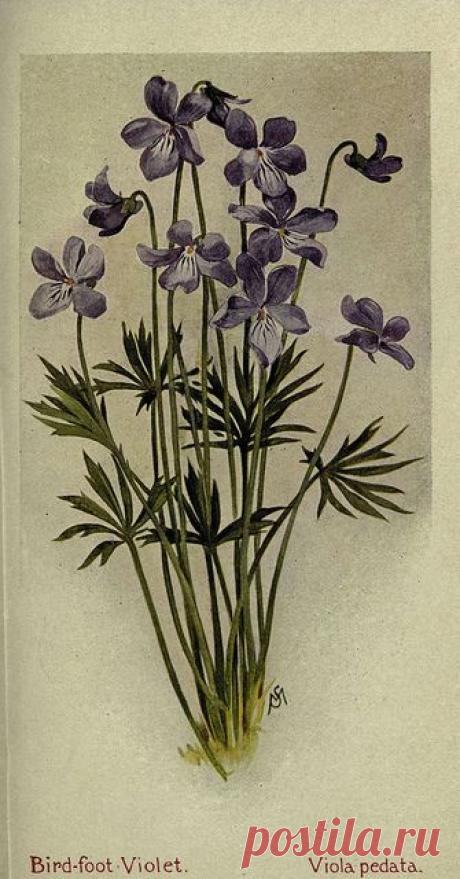 Найдено на сайте flickr.com.