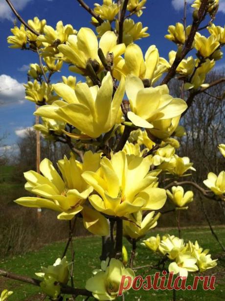 magnoliya