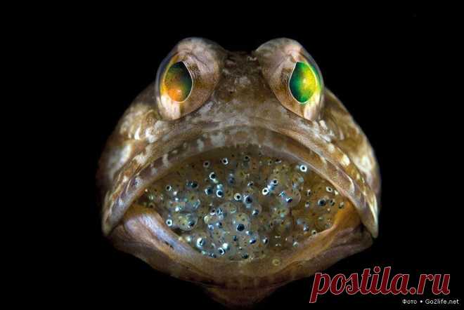 45 рейтинговых фото. National Geographic - 2011 » Большие фото новости / go2life.net / Surfingbird.ru