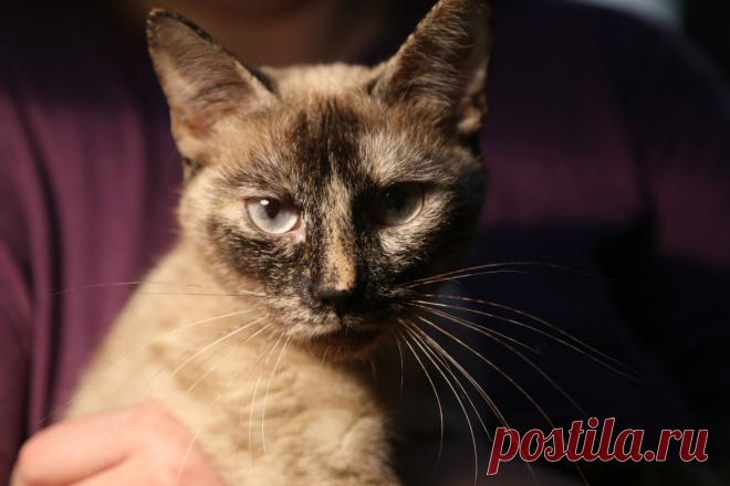 Тайская красавица Торти ищет хозяев! 
Санкт-Петербург!Грациозная голубоглазая кошечка окраса торти-пойнт ищет хозяев. 

Торти юна - ей около года. Отличается грацией, свойственной ориентальным кошкам (египетская статуэтка). 

Очень ласко…