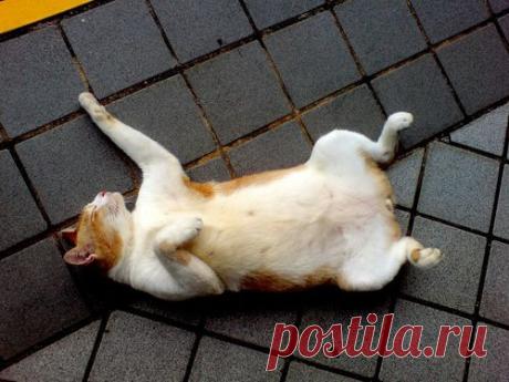 Животный мир, Спящие кошки, sleeping cats 284, Кошки и котята, basik.ru
