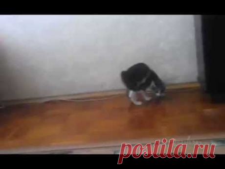 kitten trying to look sinister but... / Допрыгался - YouTube