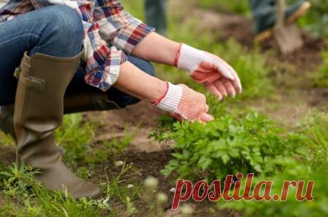 Шпаргалка по рыхлению, окучиванию и прополке грядок