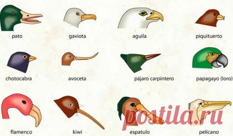 aves chilenas - Búsqueda de Google