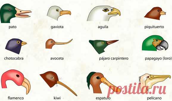 aves chilenas - Búsqueda de Google
