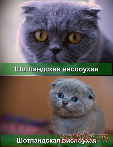 Шотландская вислоухая кошка - описание породы - Про Питомца