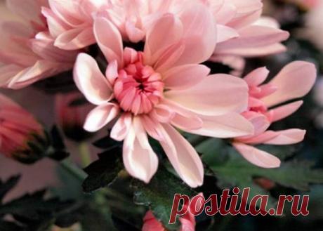 Лучшие комнатные растения для очистки воздуха по версии NASA - Лайфхакер