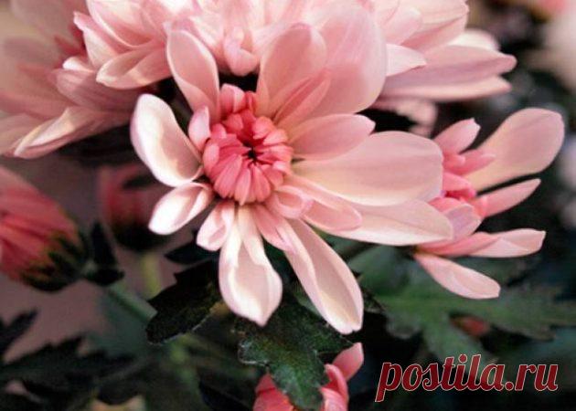 Лучшие комнатные растения для очистки воздуха по версии NASA - Лайфхакер