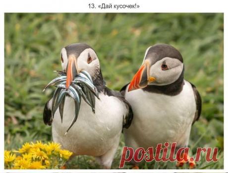 Финалисты конкурса на самые забавные снимки природы