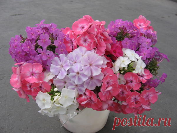 О флоксах - с любовью