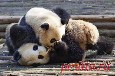 Что бы там не произошло, понедельник лучше начать с панд. Автор фото: Татьяна Трифонова.