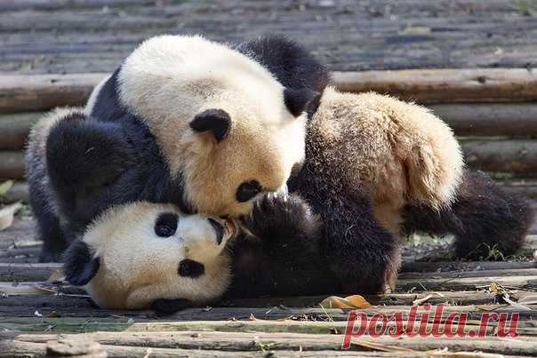 Что бы там не произошло, понедельник лучше начать с панд. Автор фото: Татьяна Трифонова.