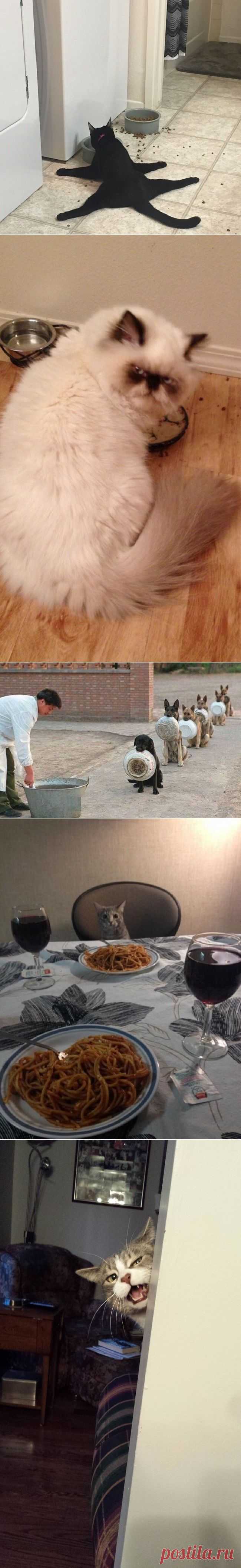 18 животных, которые ждали обеда как манны небесной. Их реакция на пищу просто бесподобна! | Все о наших питомцах