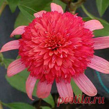 Echinacea Secret Passion