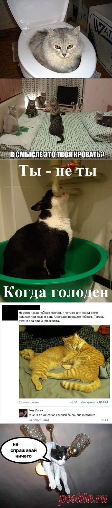 Еще немножко смеха))) | ПИТОМЦЫ