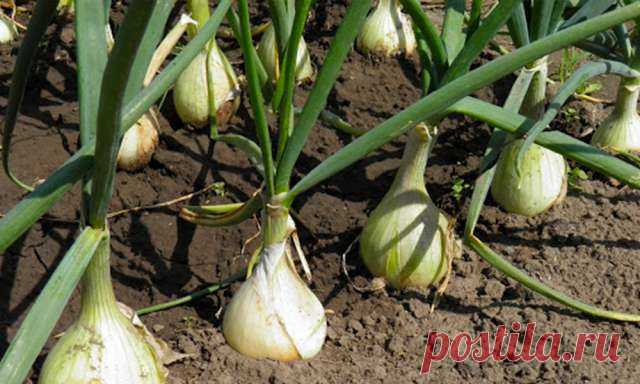 Благоприятные дни для посадки лука на головку весной в открытый грунт — Дачный участок