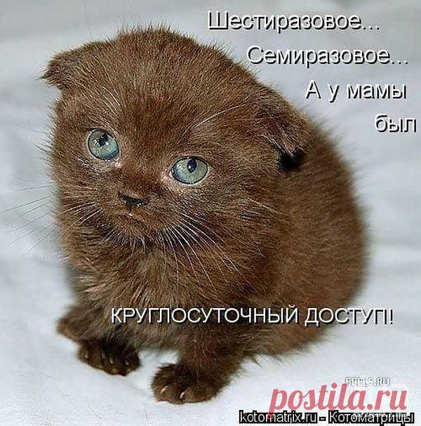 О людях и животных с юмором.