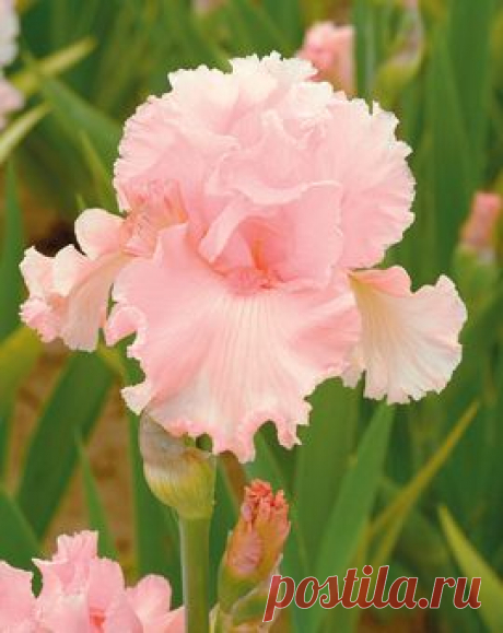 June Krausse  |  Найдено на сайте schreinersgardens.com.