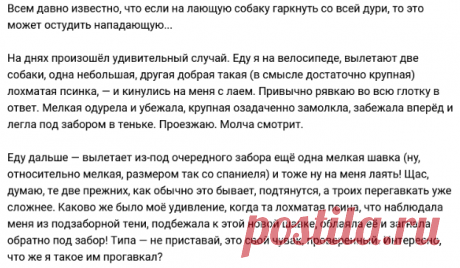 Собачий разговор ))