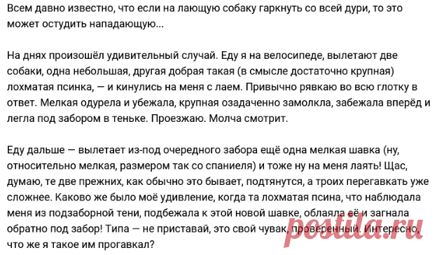 Собачий разговор ))