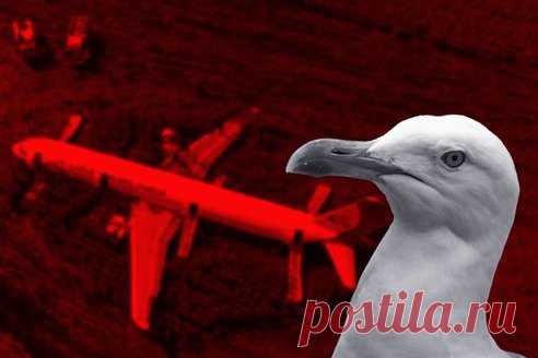 Крушение А321 