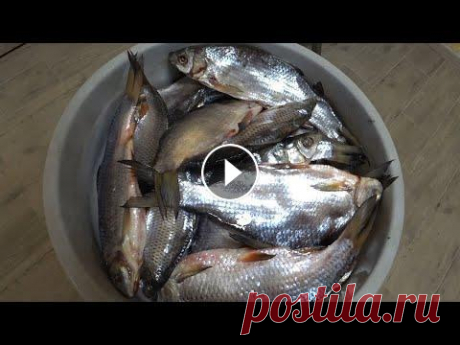Сухой Посол Рыбы в Ведре. Самая Вкусная Вяленая Рыба Как солить рыбу сухим посолом. Сколько нужно соли, в какой таре солить, где хранить рыбу. В этом ролике я рассказал и показал, как я делаю вяленую рыб...