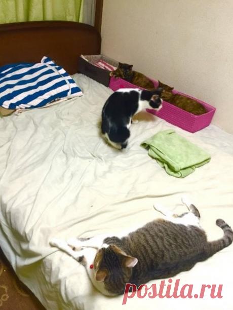 Если ваши кошки не дают вам спать по ночам, то один японец придумал простой способ, как их усмирить Многие котовладельцы сталкиваются с проблемой ночного тыгыдыка. И если вам кажется, что это смешно, то вы точно не страдали от недосыпа из-за безудержного катания на ковриках, шуршания всевозможными пакетиками и чавканья в процессе пожирания ваших любимых растений...