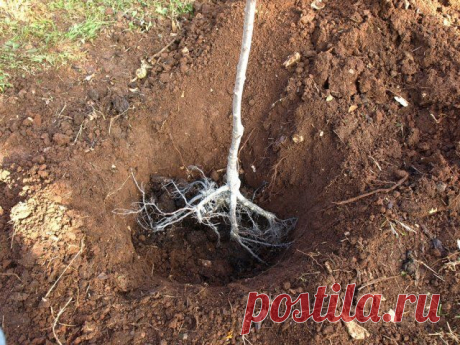 7 распространенных ошибок при осенней высадке саженцев | Уход за садом (Огород.ru)