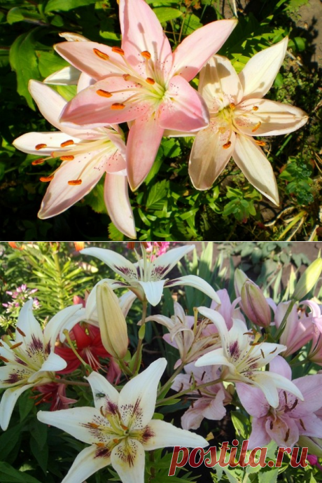 Лилии садовые: отличительные особенности, посадка и уход