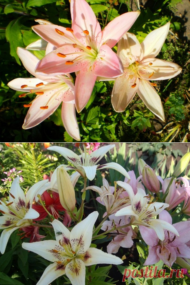 Лилии садовые: отличительные особенности, посадка и уход